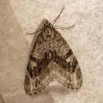 Image result for Trichopteryx