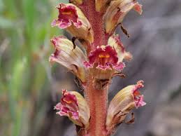 Image result for Ophrestia radicosa