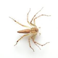 A lot of people are afraid of spiders, plus in some areas there are poisonous spiders like the brown recluse or black widow. 12 Common Insects Around Your Home Ideas Pest Control Pests Insects