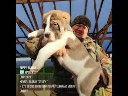 See more ideas about alabai dog, dogs, dog breeds. Super Puppy Alabay Xxxxl Male Youtube