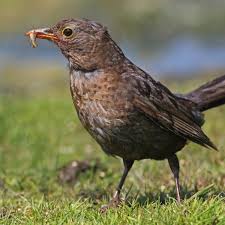 Newt Sandwich For A Baby Bird Amphibians The Guardian