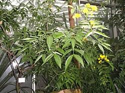 Image result for Senna septemtrionalis