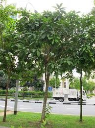 Image result for Barringtonia racemosa