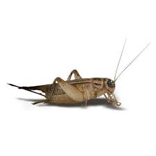 Crickets are an excellent choice to offer as prey for your reptile and are our best seller. Live Crickets Farm Delivered To Your Door