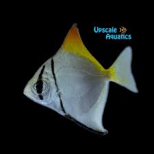 Image result for Monotes hypoleucus