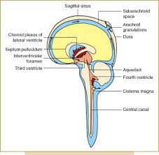 Cerebrospinal Fluid Flow An Overview Sciencedirect Topics