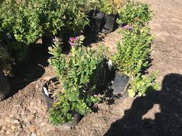 Image result for Polygala petitiana