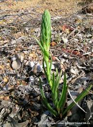 Maybe you would like to learn more about one of these? South African Orchid Urban Bushland Council Wa
