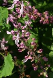 Image result for Ocimum labiatum