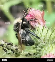 Image result for Bombus campestris