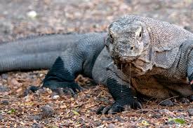 Komodo (alex red, yash, tom sanders) komodo was formed thanks to cooperation of three djs and stream tracks and playlists from komodo official on your desktop or mobile device. Komodo Dragons Aqua Expeditions