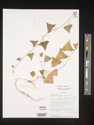 Image result for Bambekea racemosa