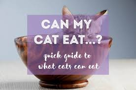Others will say that cooking the tomatoes removes. Can Cats Eat That Faq Fluffy Kitty