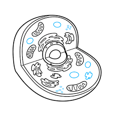 We did not find results for: How To Draw An Animal Cell Really Easy Drawing Tutorial