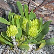 Image result for Polygala usafuensis