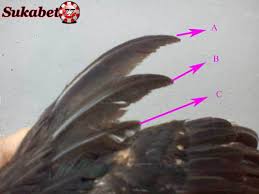 Ayam satria sinektik, batu lapak, batu rante, sayap dobel, nogotemurun, kuku. Ayam Bangkok Aduan Kelebihan Sayap Ayam Aduan Normal Dan Double
