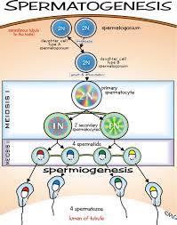 Ch27 Spermatogenesis Biology Science Fair Projects Human Anatomy And Physiology Biology Experiments