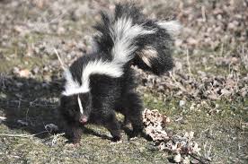 In fact, skunk #1 is the official name of one of the oldest and most popular strains of cannabis, and there is a 'skunk family' of its descendants. That Smell The 5 Species Of Skunks You Didn T Know Existed Furbearer Conservation