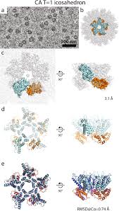 We did not find results for: Structure Of The Mature Rous Sarcoma Virus Lattice Reveals A Role For Ip6 In The Formation Of The Capsid Hexamer Nature Communications