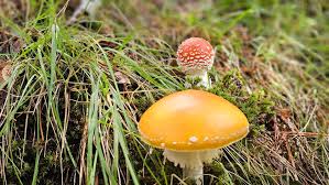 Янатарко Team