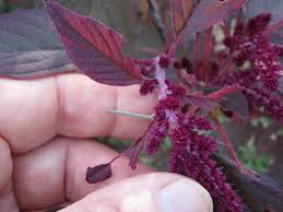 Image result for Amaranthus cruentus