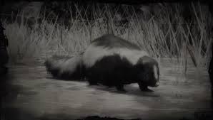 A big foot a skunk ape a giant and maybe. Skunk Rdr 2 Red Dead Wiki Fandom