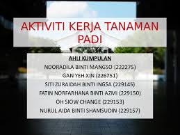 Hai saya ck.cikgu kebun, hari nie ck nk bagi satu sop pembajaan tanaman sayuran jenis berdaun, jadual dibawah adalah cara. Ppt Tanaman Padi Ppt Aida Shamsudin Academia Edu
