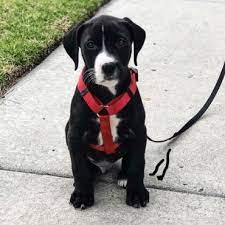 Boxer Lab Mix A Look At What Boxadors Are K9 Web