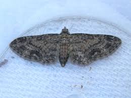 Image result for Eupithecia tenuiata