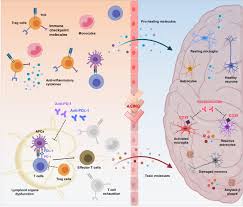 Top carta era fm 2017 mp3 & mp4. Frontiers Repositioning Of Immunomodulators A Ray Of Hope For Alzheimer S Disease Neuroscience