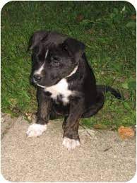 If you would rather rescue a dog than buy a dog from a responsible breeder then you should do the same things you would if you were going to purchase a dog from champion show or working lines. Flint Mi Akita Meet Hana A Pet For Adoption