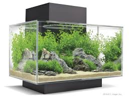 Future Goby Tank Gorgeous Greenery In This Example Fish Tank Plants Aquarium Set Aquarium Fish Tank