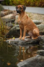 Image result for rhodéský ridgeback