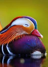 27 Mandarin Duck Facts You Need To Know Most Beautiful Animals Most Beautiful Birds Colorful Birds