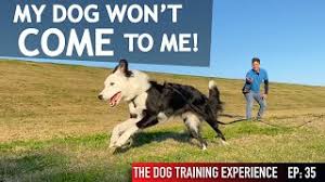 Check spelling or type a new query. I Let My Dog Off Leash And She Ran Away From Me Youtube