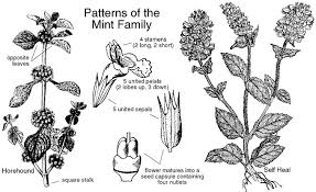 Lamiaceae Mint Family Labiatae Identify Plants And Flowers