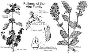 lamiaceae mint family labiatae identify plants and flowers