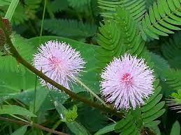 Pin On Flowers Of Bangladesh