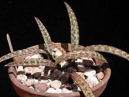 Image result for Oeceoclades quadriloba