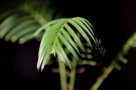 Sago palm can be poisonous to pets. Sago Palm Toxicity In Dogs