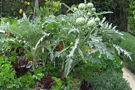 Flowers for vegetable garden australia. Growing And Using Globe Artichoke Sga Sustainable Gardening Australia Sustainable Garden Growing Food Artichoke Plants