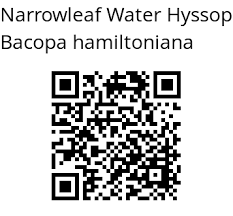 Image result for Bacopa hamiltoniana