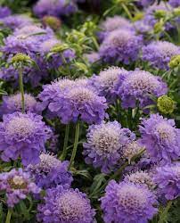 Pin En Jardin