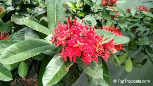 Image result for Ixora sp. A