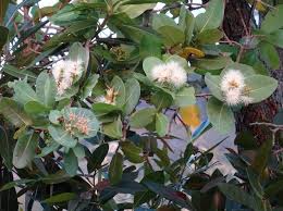 Image result for Syzygium cordatum