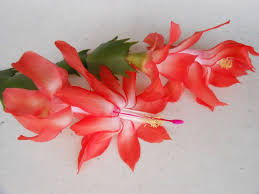 We explain which is which and how to get those beautiful blooms! Schlumbergera Thor Nille Christmas Cactus Cactus Christmas Cactus Plant Christmas Cactus Christmas Cactus Flower