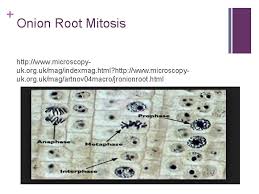 Onion root tip mitosis metaphase. Investigation 4 1 Onion Root Tip Lesson 4