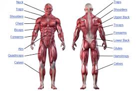 Unexpected Muscle Target Chart Muscle Training Chart Human