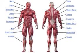 unexpected muscle target chart muscle training chart human