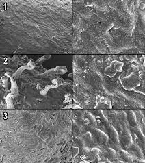 Image result for Salicornia pachystachya